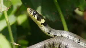 Serpente non velenoso in un giardino tra le foglie verdi