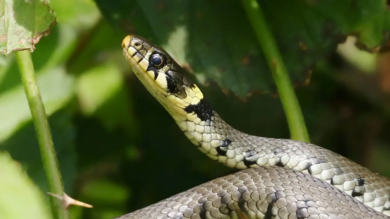 Serpente non velenoso in un giardino tra le foglie verdi
