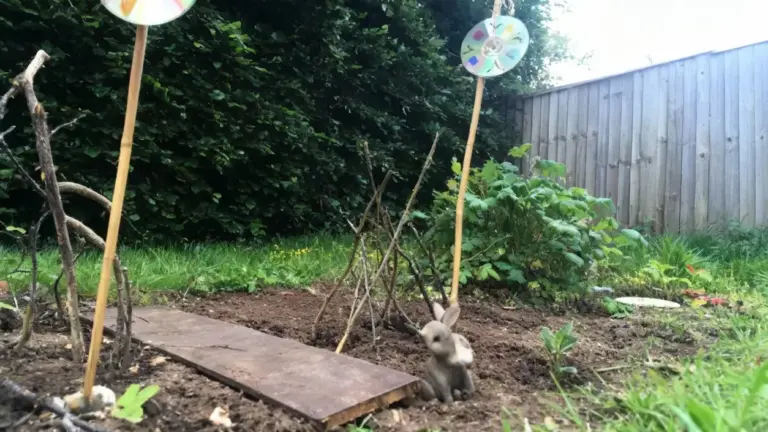 Vecchi CD montati su bastoni in un giardino utilizzati come dissuasori per uccelli