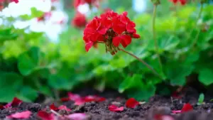 Fiore di geranio rosso in un giardino con terreno umido e foglie verdi
