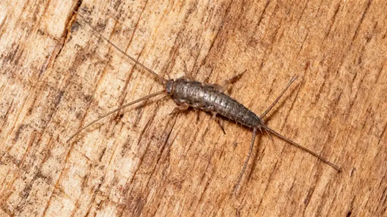 Pesciolino d'argento su superficie in legno visto da vicino