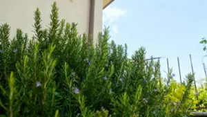 Pianta di rosmarino rigogliosa coltivata in un orto soleggiato vicino a un edificio