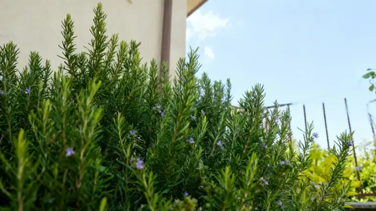 Pianta di rosmarino rigogliosa coltivata in un orto soleggiato vicino a un edificio