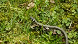 Serpente tra l'erba di un giardino con foglie e muschio