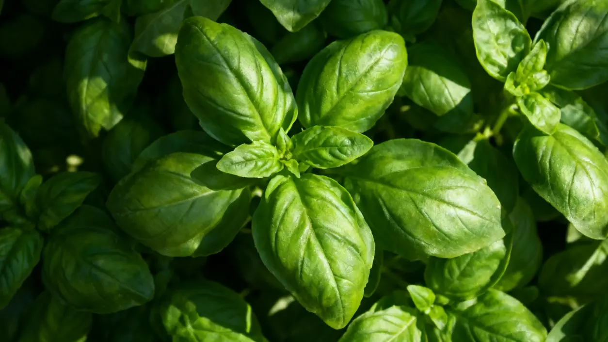 Foglie di basilico fresco viste da vicino