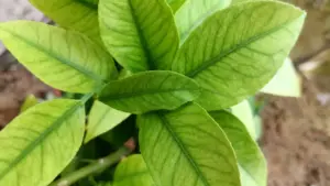 Foglie di una pianta da appartamento con segni di ingiallimento ai bordi