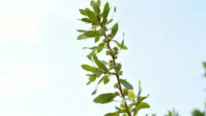 Ramo di alloro con foglie verdi e boccioli contro il cielo azzurro