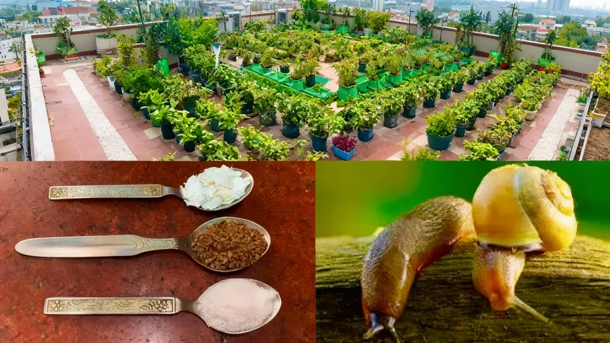 Orto urbano su terrazza con piante in vaso, rimedi naturali su cucchiai e una lumaca su un ramo.